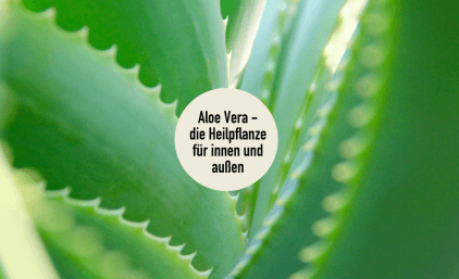 Aloe Vera – die Heilpflanze für innen und außen